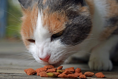 A Cat Eats Dry Food